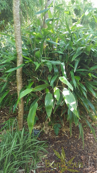 20200703 Indocalamus Migoï Planbuisson (1)