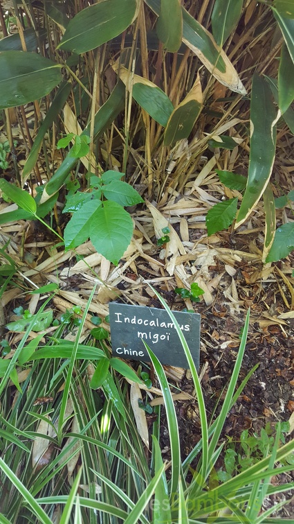 20200703 Indocalamus Migoï Planbuisson (2)