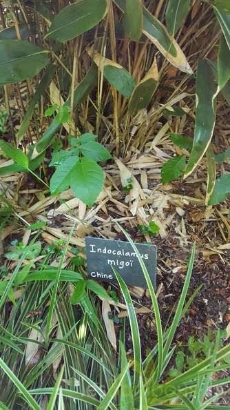 20200703 Indocalamus Migoï Planbuisson (2)