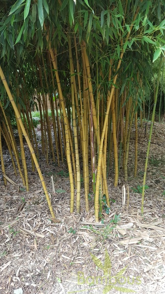 20200703 Phyllostachys Aurea 'Holochrysa' Planbuisson (1)