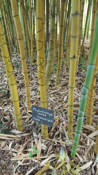 20200703 Phyllostachys Aurea 'Holochrysa' Planbuisson (2)