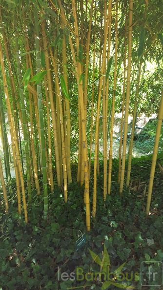 20200822 Phyllostachys Aurea 'Holochrysa' Anduze (1)