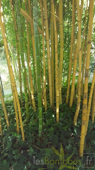 20200822 Phyllostachys Aurea 'Holochrysa' Anduze (2)