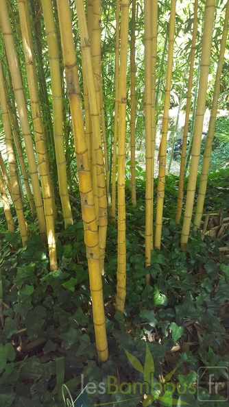 20200822 Phyllostachys Aurea 'Holochrysa' Anduze (3)