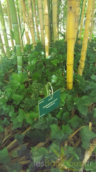 20200822 Phyllostachys Aurea 'Holochrysa' Anduze (4)