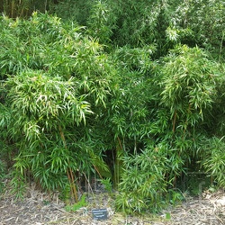 Marmorea.Variegata