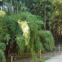 Scabrida Asian Wonder