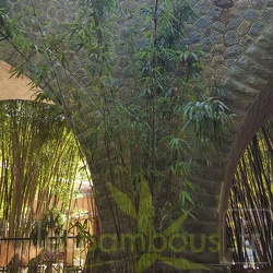 Amabilis