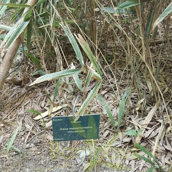 Masamuneana.Albostriata