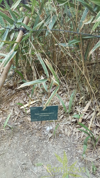 20200822 Sasa Masamuneana 'Albostriata' Anduze (1)