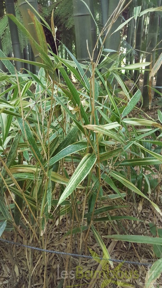 20200822 Sasa Masamuneana 'Albostriata' Anduze (3)