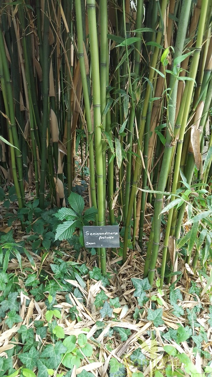 20200703 Semiarundinaria Fastuosa Planbuisson (3)