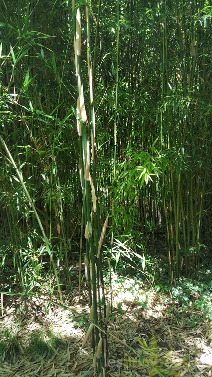 20200703 Semiarundinaria Viridis Planbuisson (2)