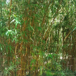 Yashadake Kimmei