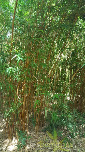 20200703 Semiarundinaria Yashadake 'Kimmei' Planbuisson (1)