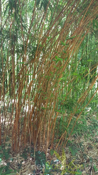 20200703 Semiarundinaria Yashadake 'Kimmei' Planbuisson (2)