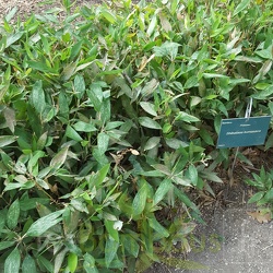 Shibatea