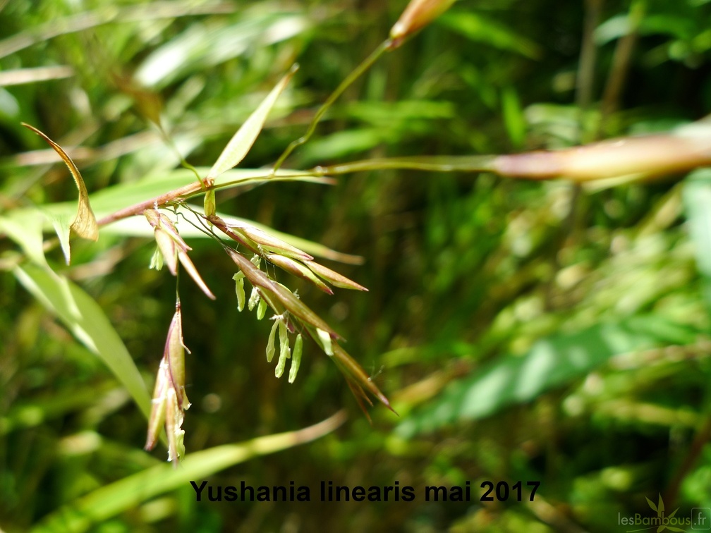 Yushania linearis