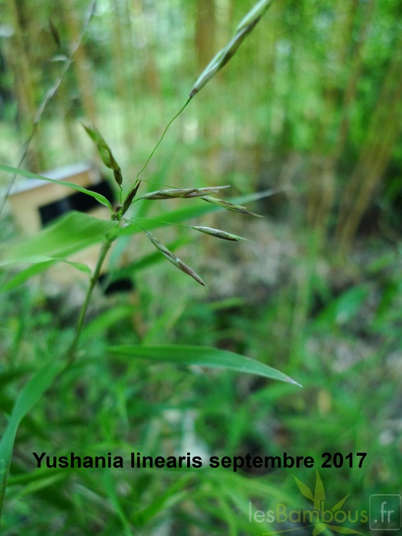 Yushania linearis