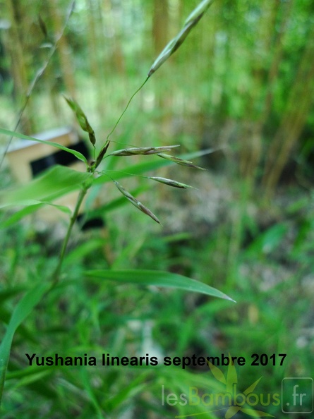 Yushania linearis
