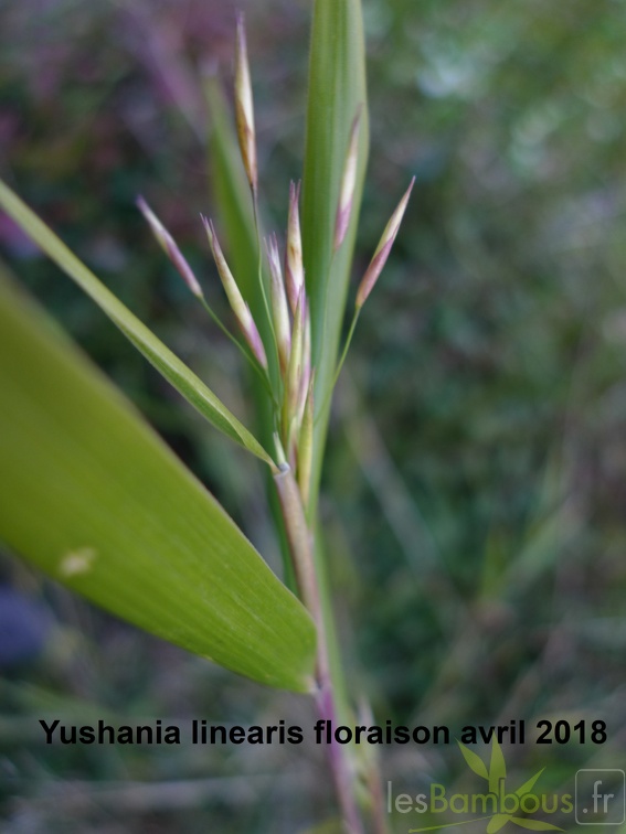 Yushania linearis
