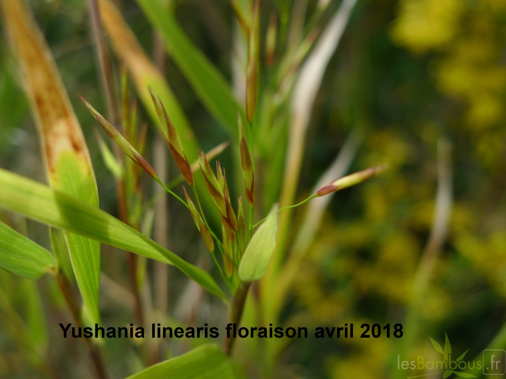 Yushania linearis