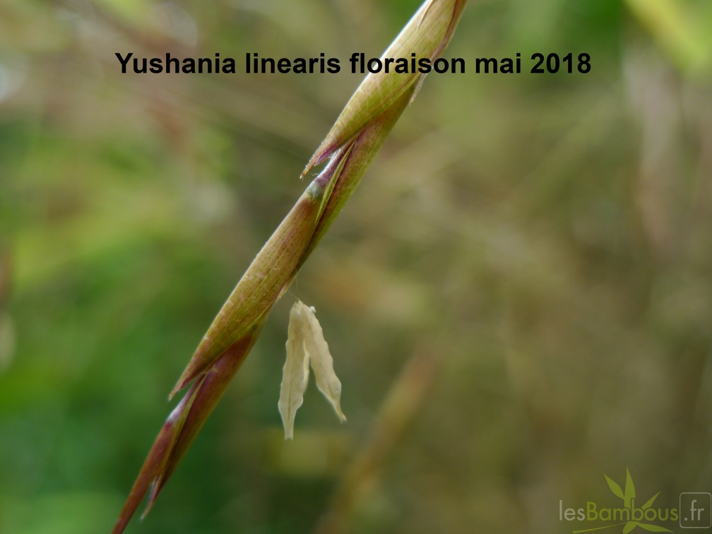 Yushania linearis