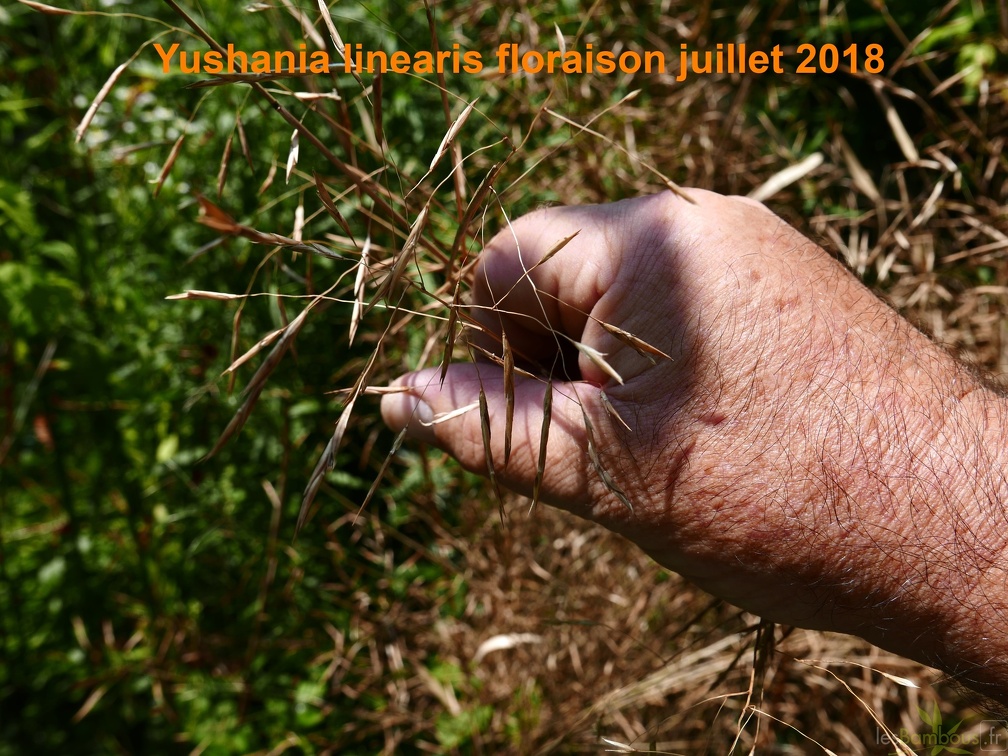 Yushania linearis