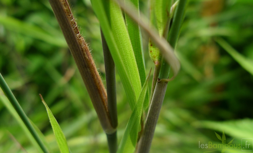 Yushania linearis