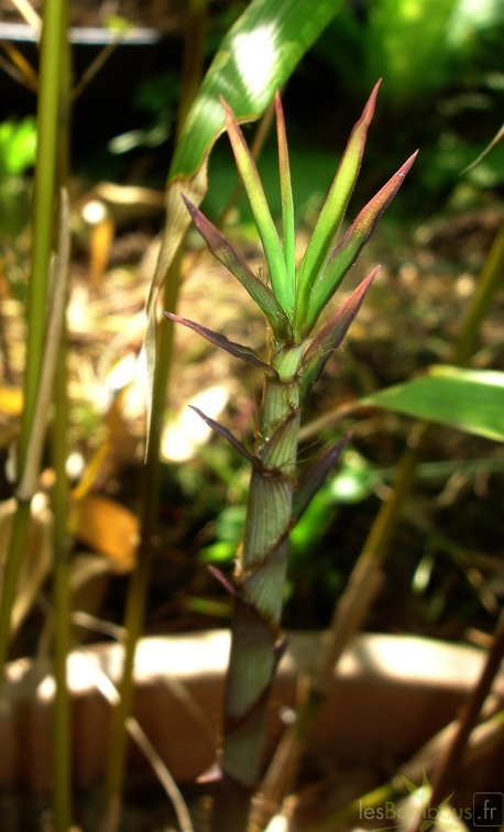 Fargesia dracocephala