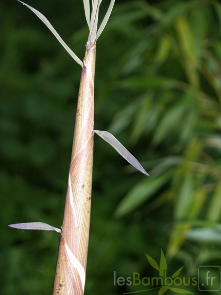 Phyllostachys-Fimbriligula--3-