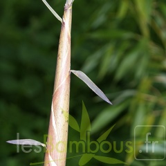 Phyllostachys-Fimbriligula--3-