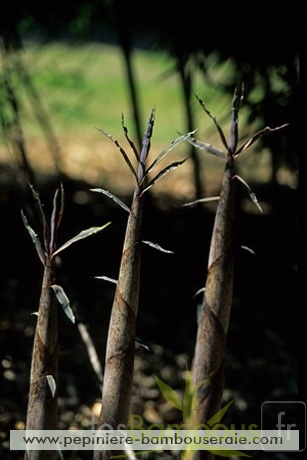 fimbriligula
