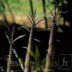 fimbriligula