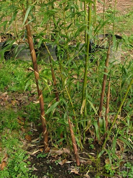 phyllostachys-fimbriligula