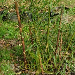 phyllostachys-fimbriligula
