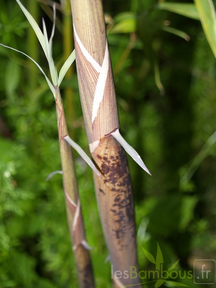 Phyllostachys-Fimbriligula--2-