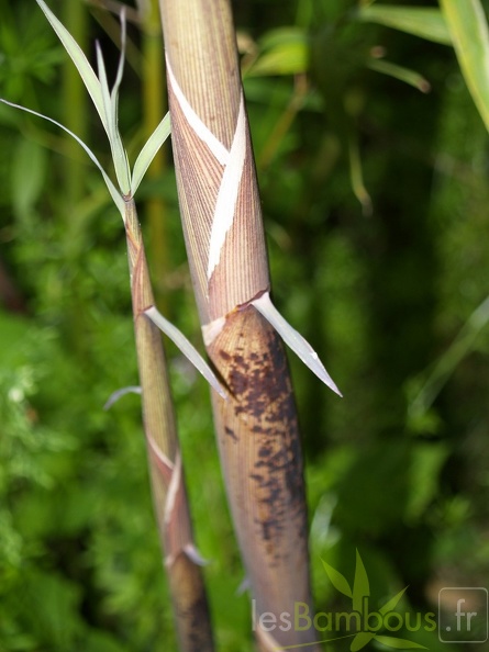 Phyllostachys-Fimbriligula--2-.jpg