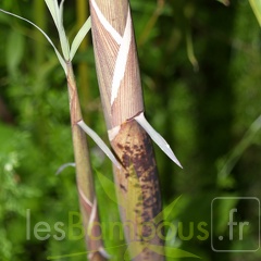 Phyllostachys-Fimbriligula--2-
