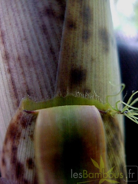 P-bambusoidesZBGTX050521-433