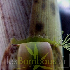 P-bambusoidesZBGTX050521-433