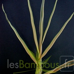P-bambusoidesZBGTX050521-434