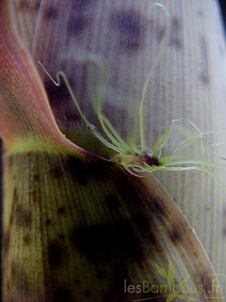 P-bambusoidesZBGTX050521-435