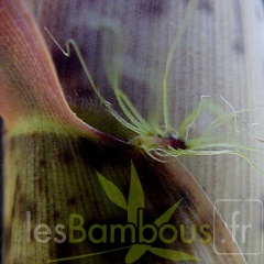 P-bambusoidesZBGTX050521-435