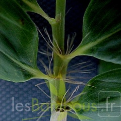 P-bambusoidesZBGTX050521-443