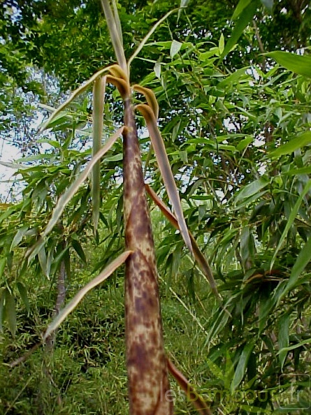 PbambusoidesAuTX050506-218