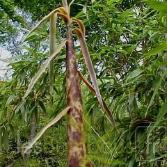 PbambusoidesAuTX050506-218