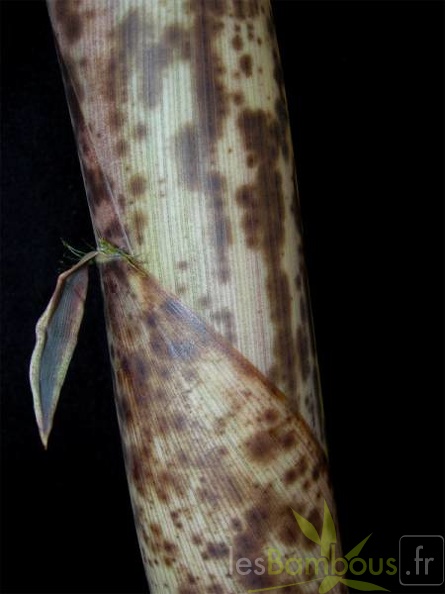 PbamAuTX060425-2696