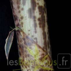 PbamAuTX060425-2696