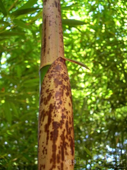 PbamAuTX060427-2710